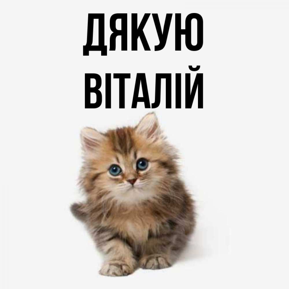 Открытка на каждый день з підписом, Віталій Дякую пушистый котик Прикольна листівка з побажанням онлайн скачати безкоштовно 
