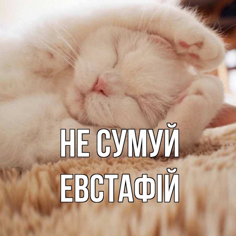 Открытка на каждый день з підписом, Евстафій Не сумуй белый кот Прикольна листівка з побажанням онлайн скачати безкоштовно 