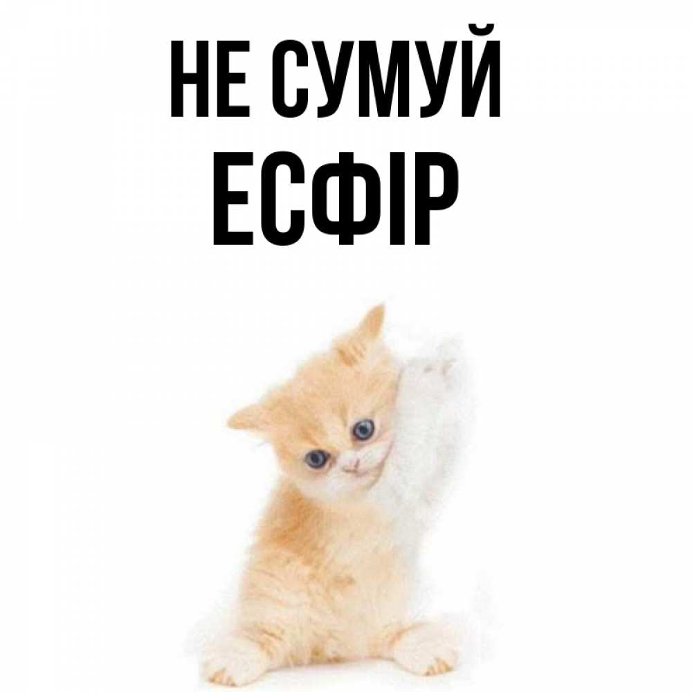 Открытка на каждый день з підписом, Есфір Не сумуй просящий кот Прикольна листівка з побажанням онлайн скачати безкоштовно 
