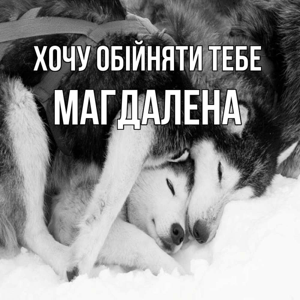 Открытка на каждый день з підписом, Магдалена Хочу обійняти тебе собачки в упряжке Прикольна листівка з побажанням онлайн скачати безкоштовно 