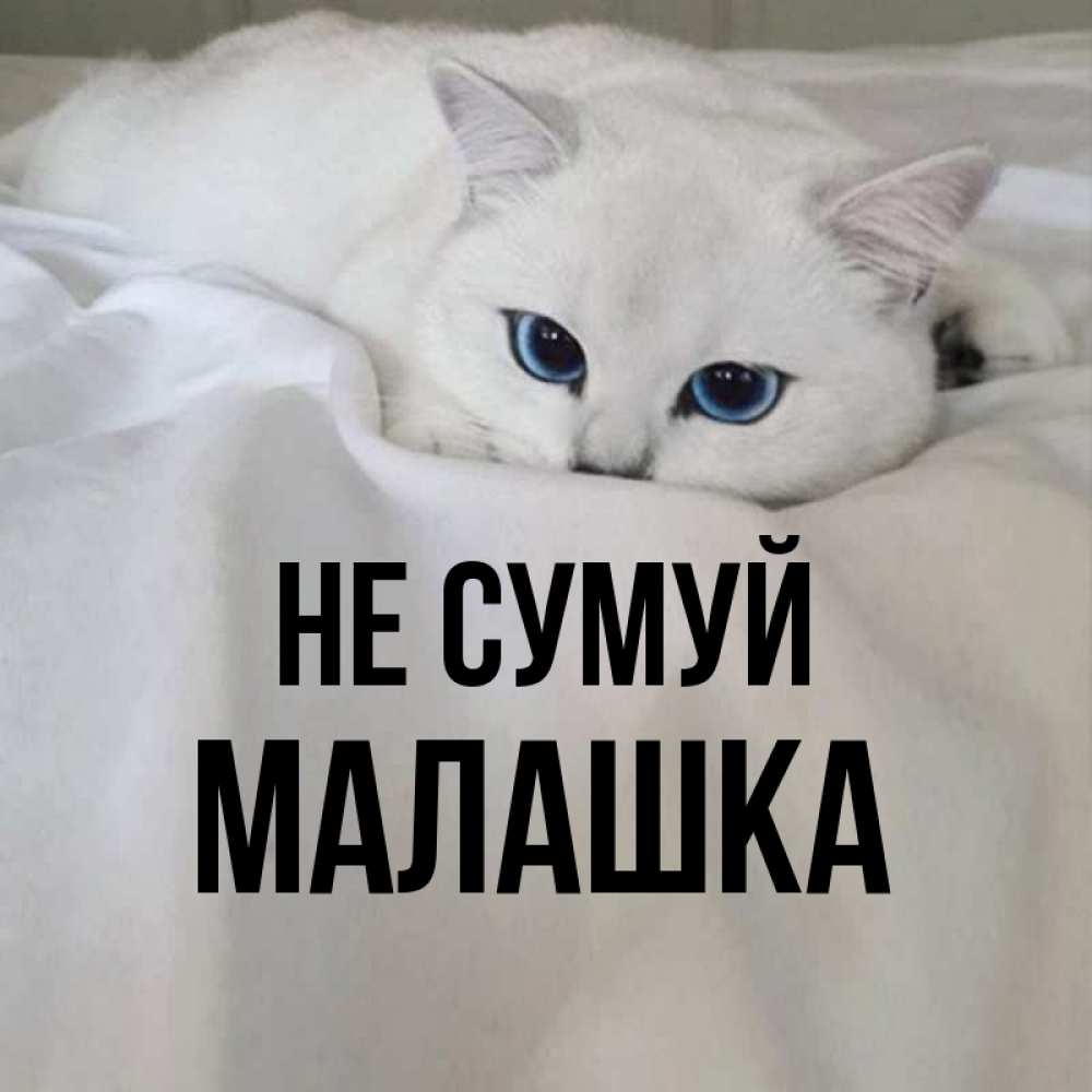 Открытка на каждый день з підписом, Малашка Не сумуй Голубоглазая кошка Прикольна листівка з побажанням онлайн скачати безкоштовно 