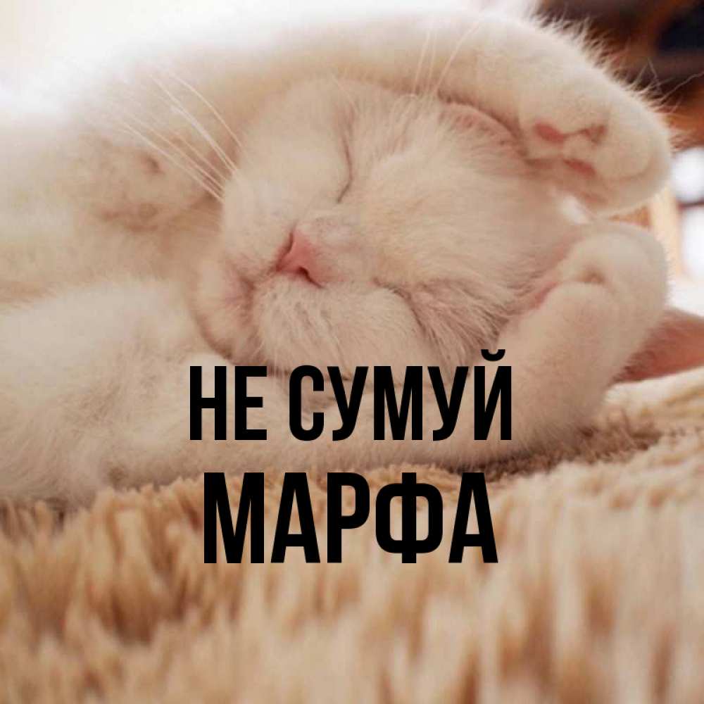 Открытка на каждый день з підписом, Марфа Не сумуй Котенок спит Прикольна листівка з побажанням онлайн скачати безкоштовно 