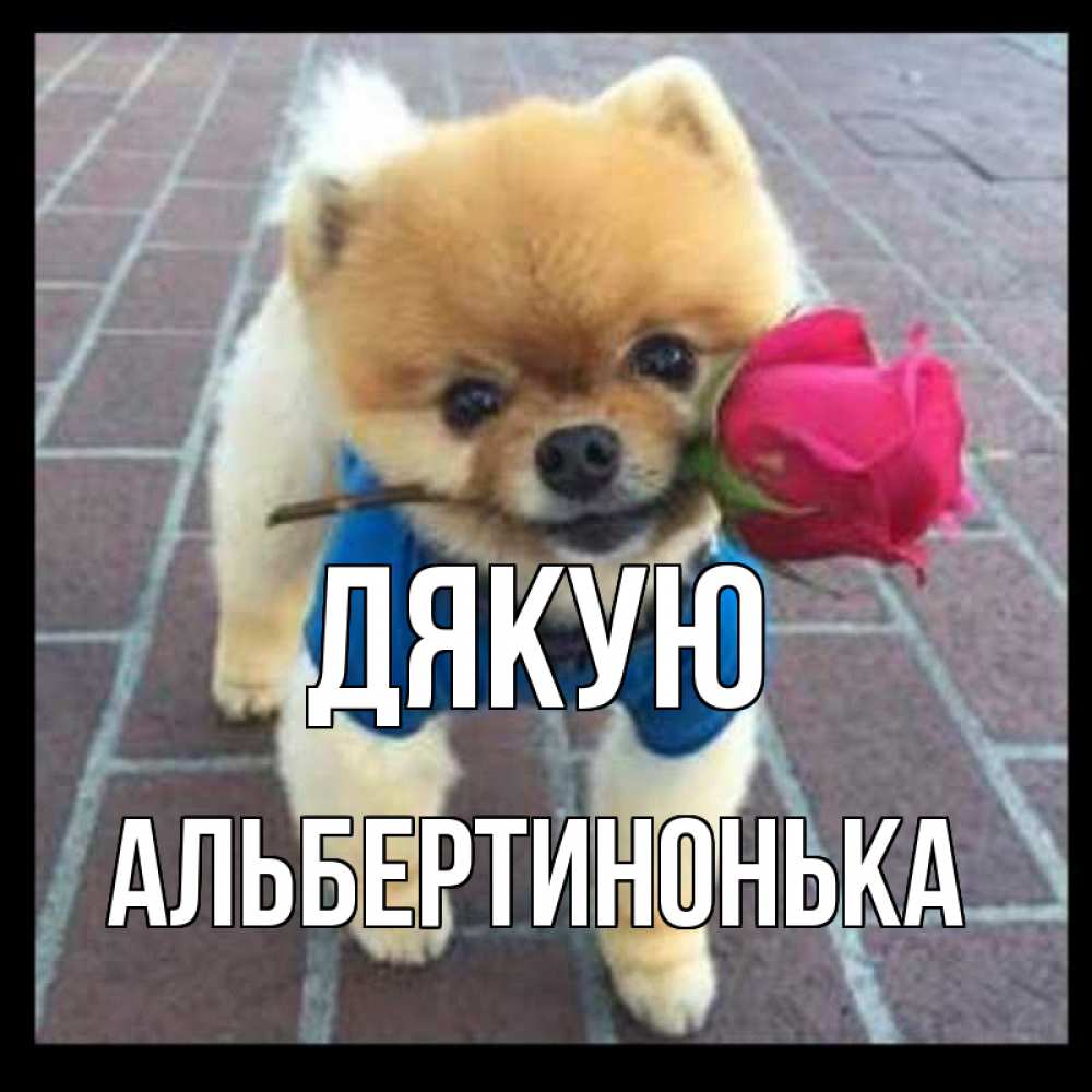 Открытка на каждый день з підписом, Альбертинонька Дякую спасибо и дарю тебе цветок Прикольна листівка з побажанням онлайн скачати безкоштовно 