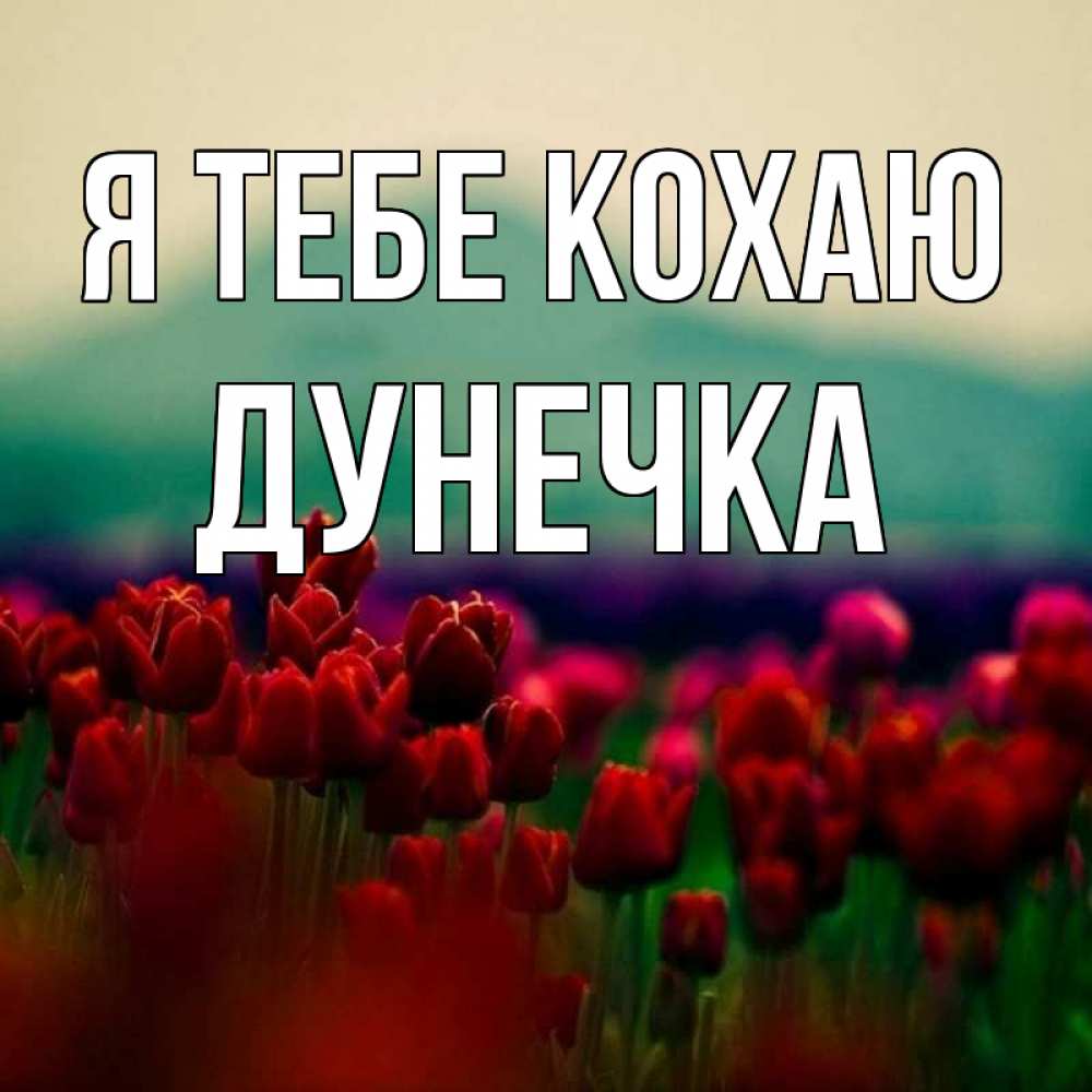 Открытка на каждый день з підписом, Дунечка Я тебе кохаю тюльпаны 4 Прикольна листівка з побажанням онлайн скачати безкоштовно 