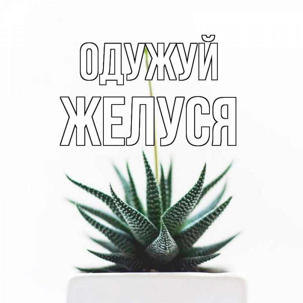 Открытка на каждый день з підписом, Желуся Одужуй короче это непонятная колючка Прикольна листівка з побажанням онлайн скачати безкоштовно 