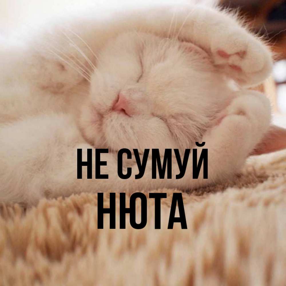 Открытка на каждый день з підписом, Нюта Не сумуй Котенок спит Прикольна листівка з побажанням онлайн скачати безкоштовно 