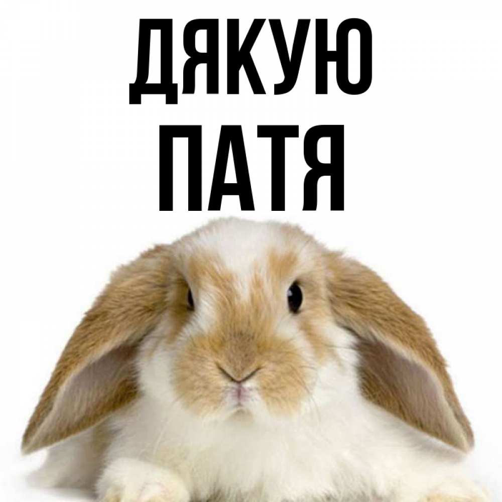 Открытка на каждый день з підписом, Патя Дякую коричнево белый заяц Прикольна листівка з побажанням онлайн скачати безкоштовно 