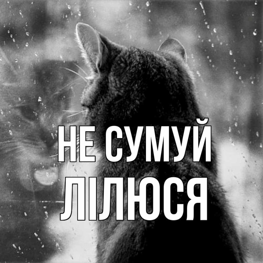 Открытка на каждый день з підписом, Лілюся Не сумуй отражение кота 1 Прикольна листівка з побажанням онлайн скачати безкоштовно 