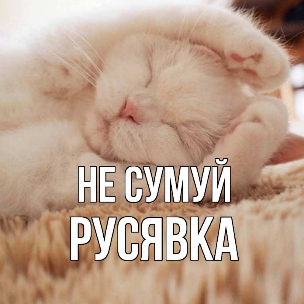 Открытка на каждый день з підписом, Русявка Не сумуй белый кот Прикольна листівка з побажанням онлайн скачати безкоштовно 