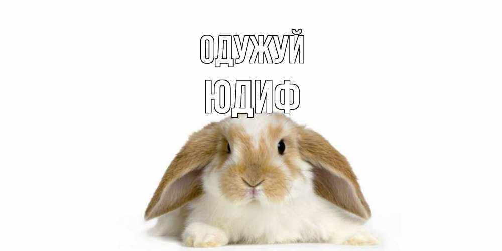 Открытка на каждый день з підписом, Юдиф Одужуй вислоухий кролик белого и коричневого цвета Прикольна листівка з побажанням онлайн скачати безкоштовно 