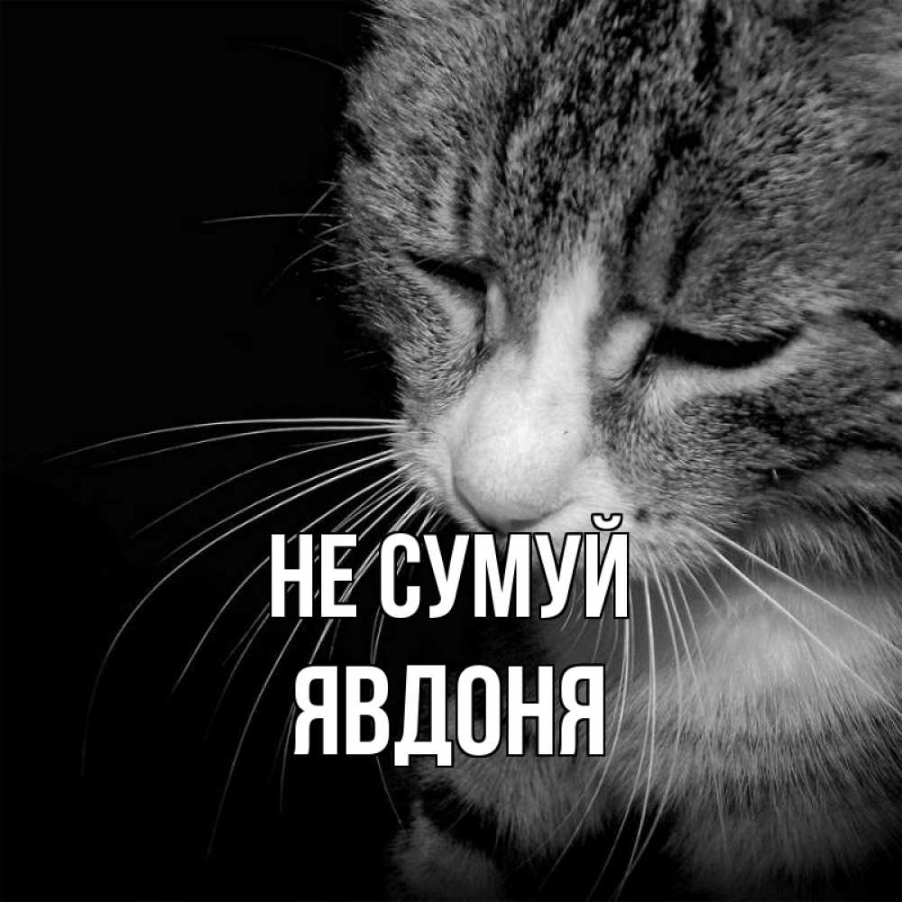 Открытка на каждый день з підписом, Явдоня Не сумуй грустный котик Прикольна листівка з побажанням онлайн скачати безкоштовно 