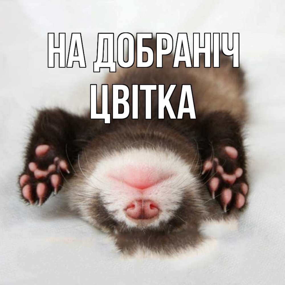 Открытка на каждый день з підписом, Цвітка На добраніч зверек Прикольна листівка з побажанням онлайн скачати безкоштовно 