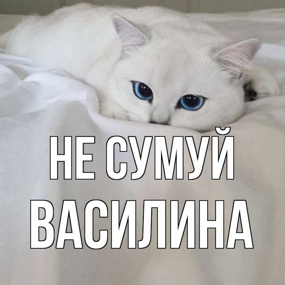 Открытка на каждый день з підписом, Василина Не сумуй белый кот с голубыми глазами на белоснежной кровати Прикольна листівка з побажанням онлайн скачати безкоштовно 