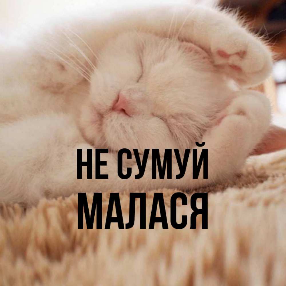 Открытка на каждый день з підписом, Малася Не сумуй Котенок спит Прикольна листівка з побажанням онлайн скачати безкоштовно 