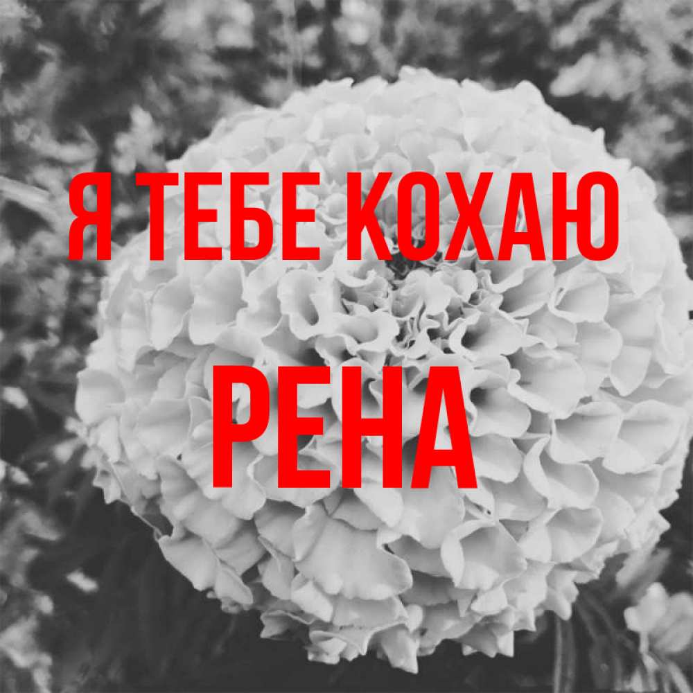 Открытка на каждый день з підписом, Рена Я тебе кохаю подпись Прикольна листівка з побажанням онлайн скачати безкоштовно 