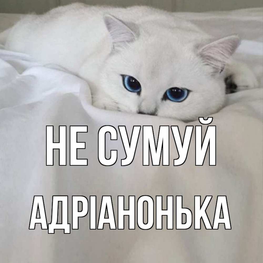 Открытка на каждый день з підписом, Адріанонька Не сумуй белый кот с голубыми глазами на белоснежной кровати Прикольна листівка з побажанням онлайн скачати безкоштовно 