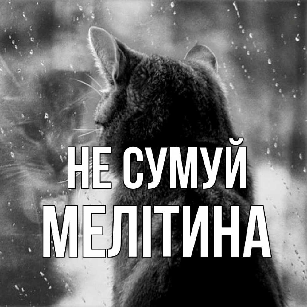 Открытка на каждый день з підписом, Мелітина Не сумуй отражение кота 1 Прикольна листівка з побажанням онлайн скачати безкоштовно 