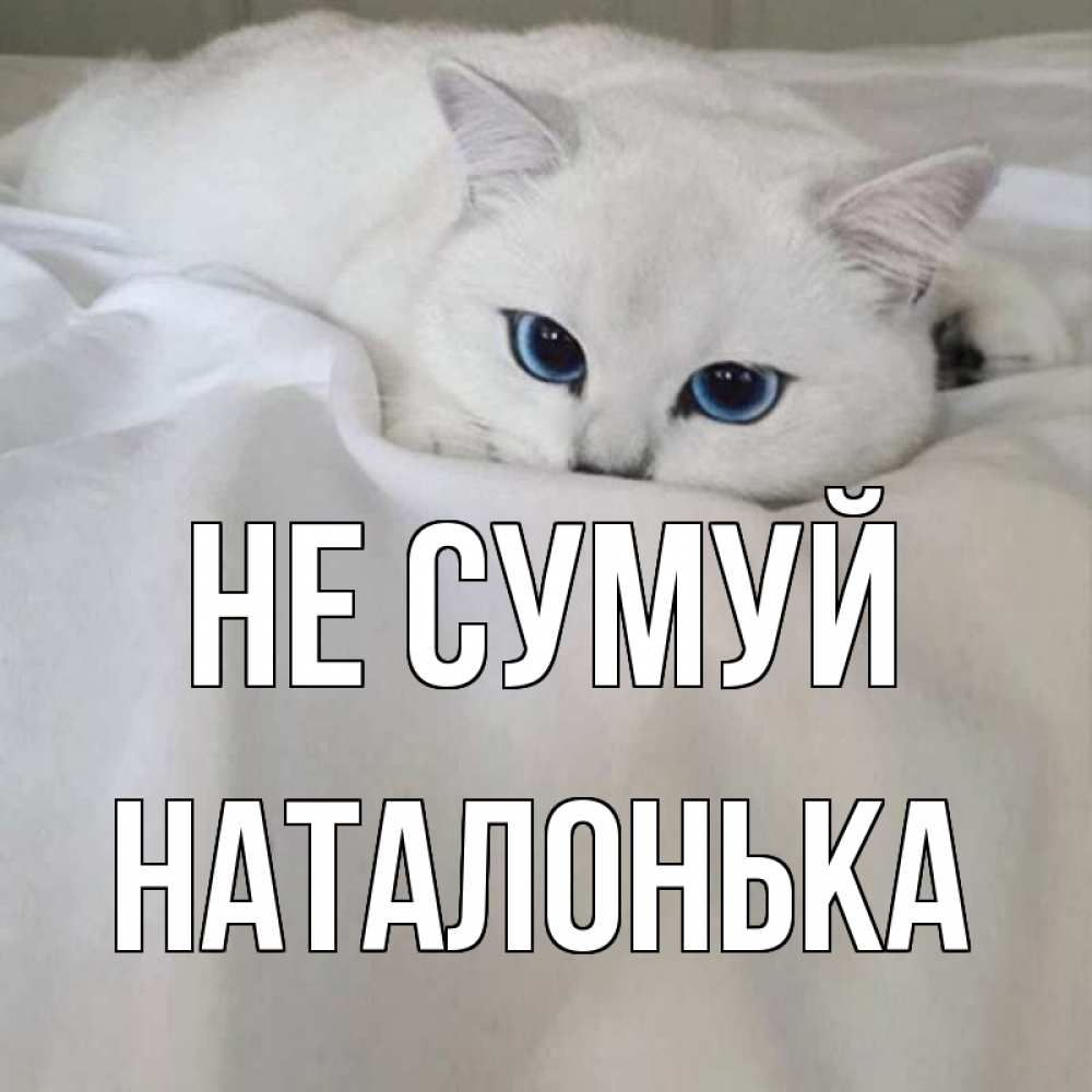 Открытка на каждый день з підписом, Наталонька Не сумуй белый кот с голубыми глазами на белоснежной кровати Прикольна листівка з побажанням онлайн скачати безкоштовно 