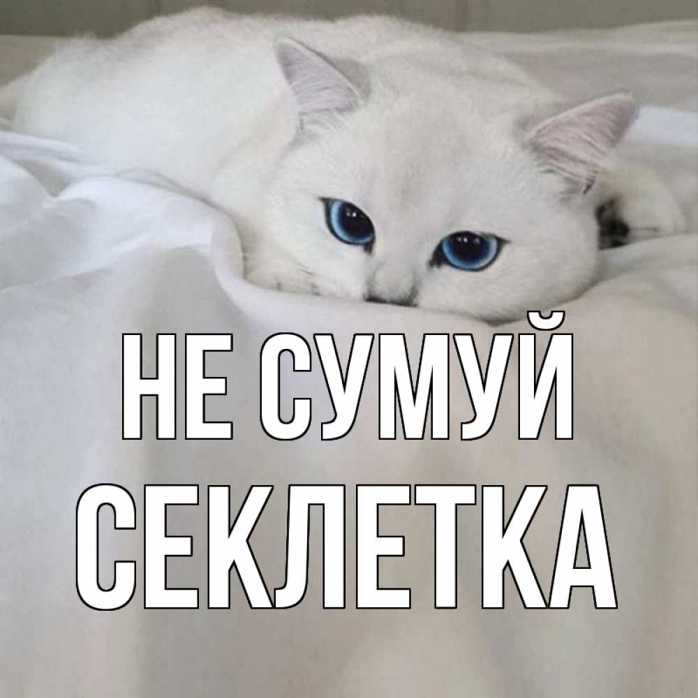 Открытка на каждый день з підписом, Секлетка Не сумуй белый кот с голубыми глазами на белоснежной кровати Прикольна листівка з побажанням онлайн скачати безкоштовно 