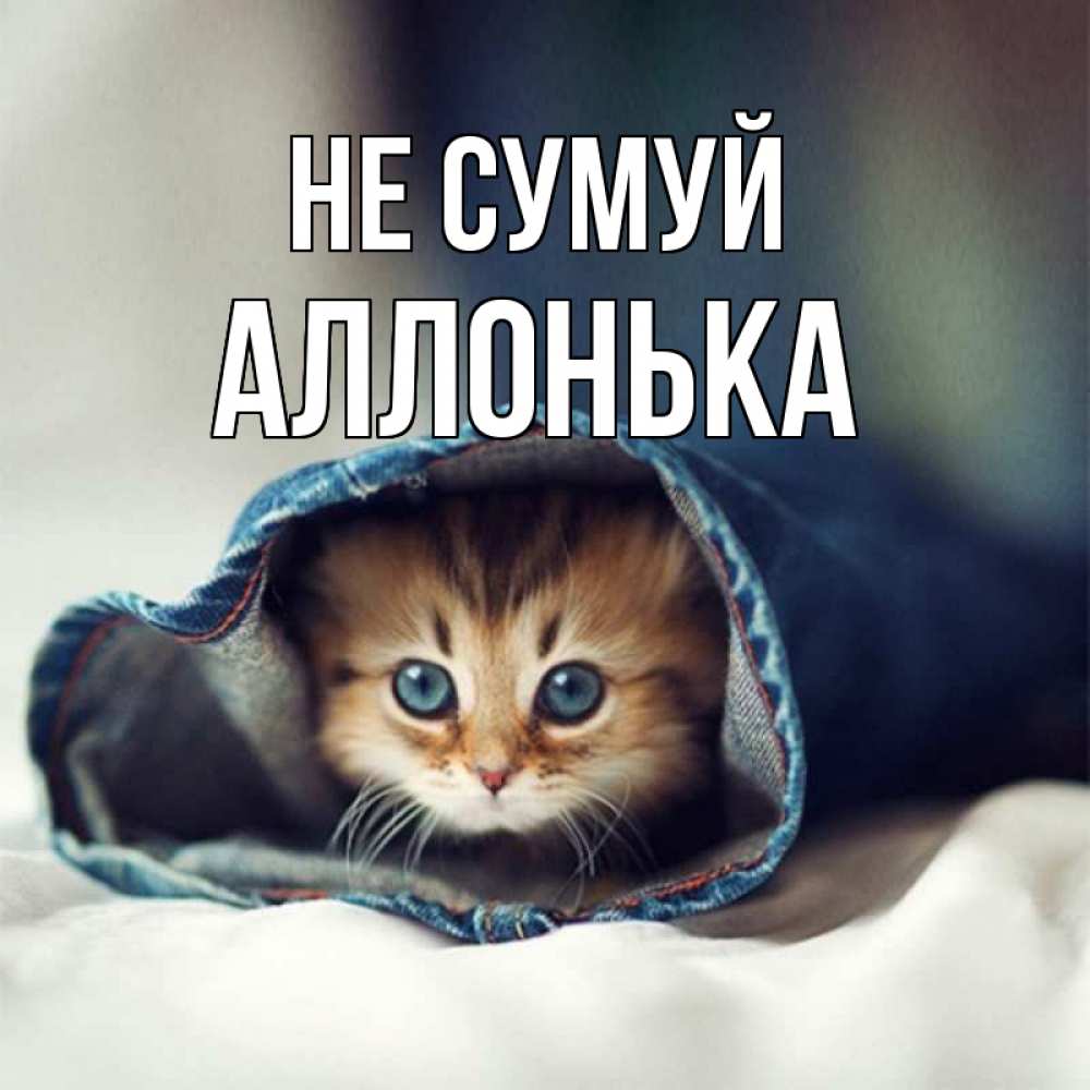 Открытка на каждый день з підписом, Аллонька Не сумуй кот в одежде Прикольна листівка з побажанням онлайн скачати безкоштовно 