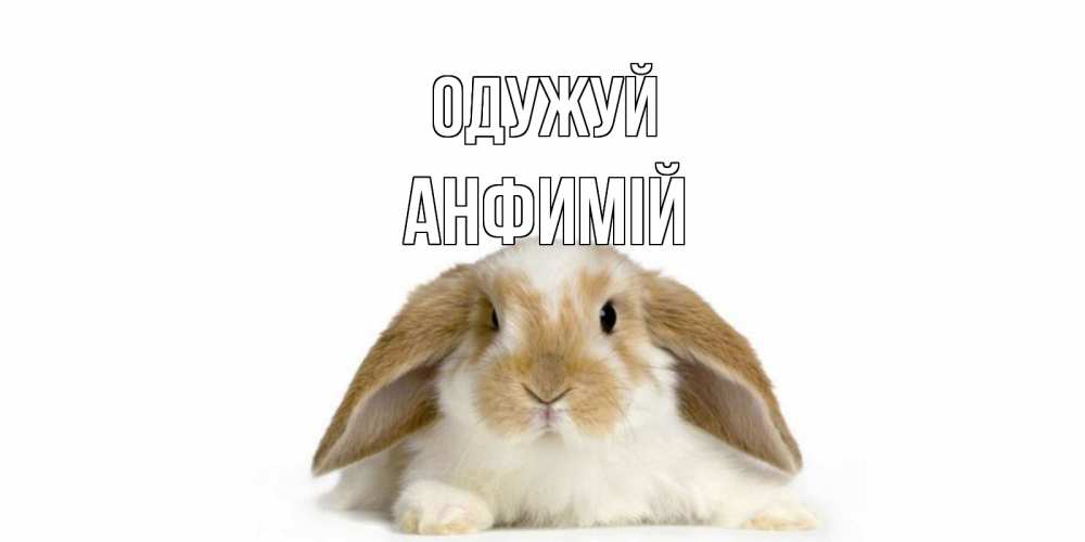 Открытка на каждый день з підписом, Анфимій Одужуй вислоухий кролик белого и коричневого цвета Прикольна листівка з побажанням онлайн скачати безкоштовно 