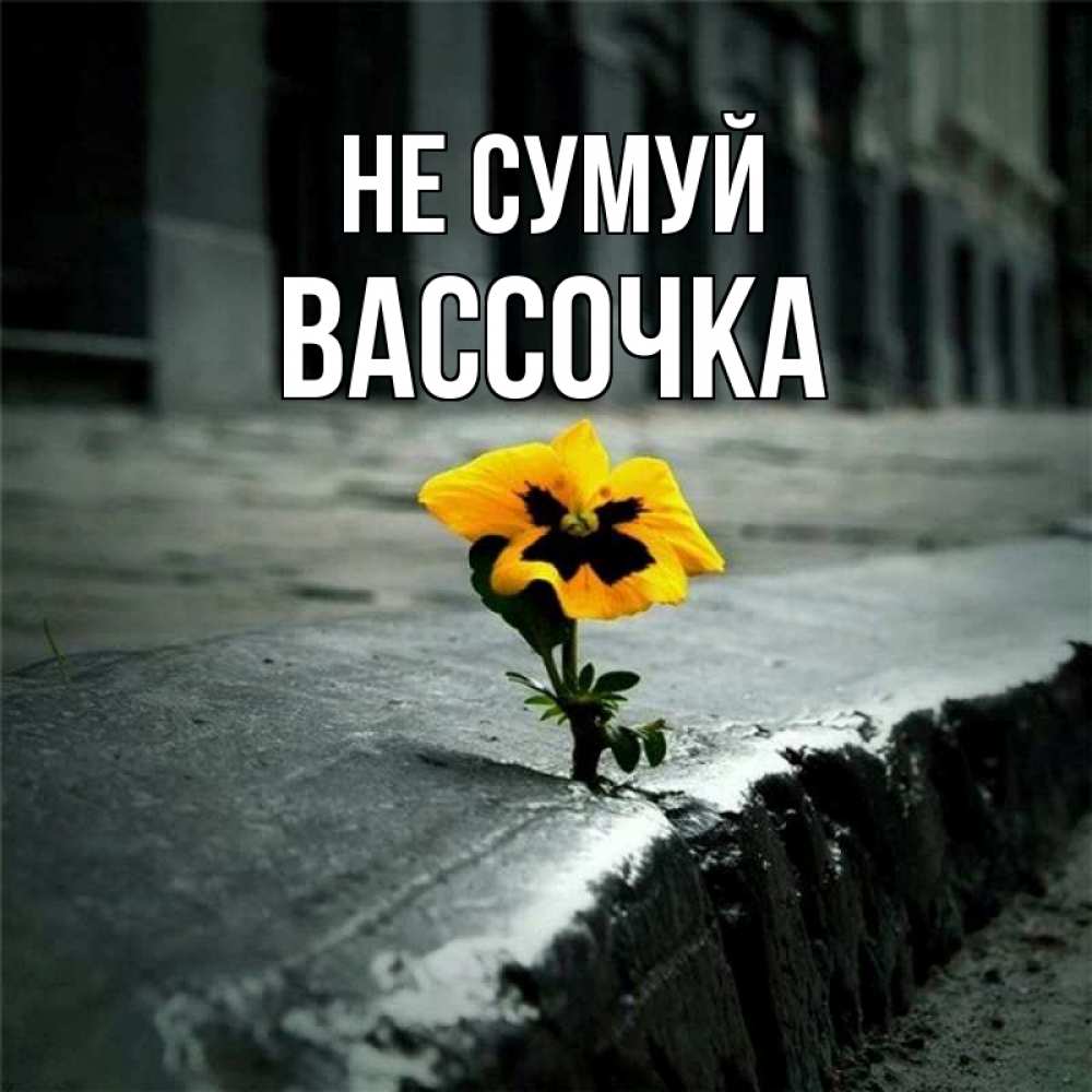 Открытка на каждый день з підписом, Вассочка Не сумуй не сдавайся Прикольна листівка з побажанням онлайн скачати безкоштовно 