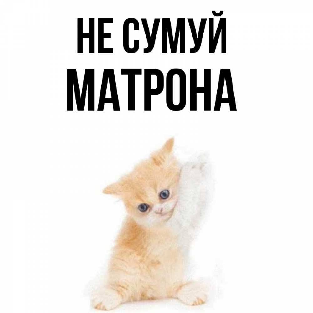 Открытка на каждый день з підписом, Матрона Не сумуй просящий кот Прикольна листівка з побажанням онлайн скачати безкоштовно 
