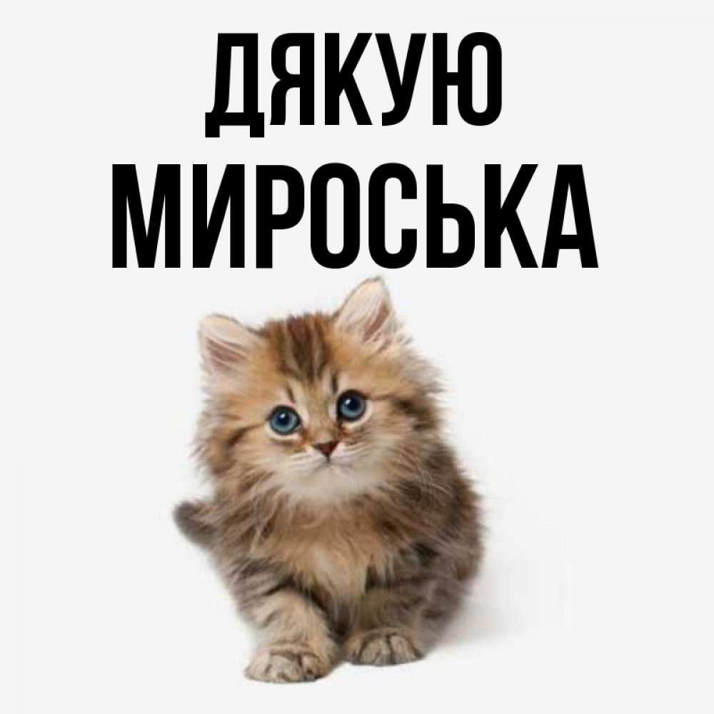 Открытка на каждый день з підписом, Мироська Дякую пушистый котик Прикольна листівка з побажанням онлайн скачати безкоштовно 