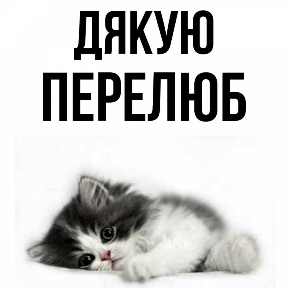 Открытка на каждый день з підписом, Перелюб Дякую черный и белый кот Прикольна листівка з побажанням онлайн скачати безкоштовно 