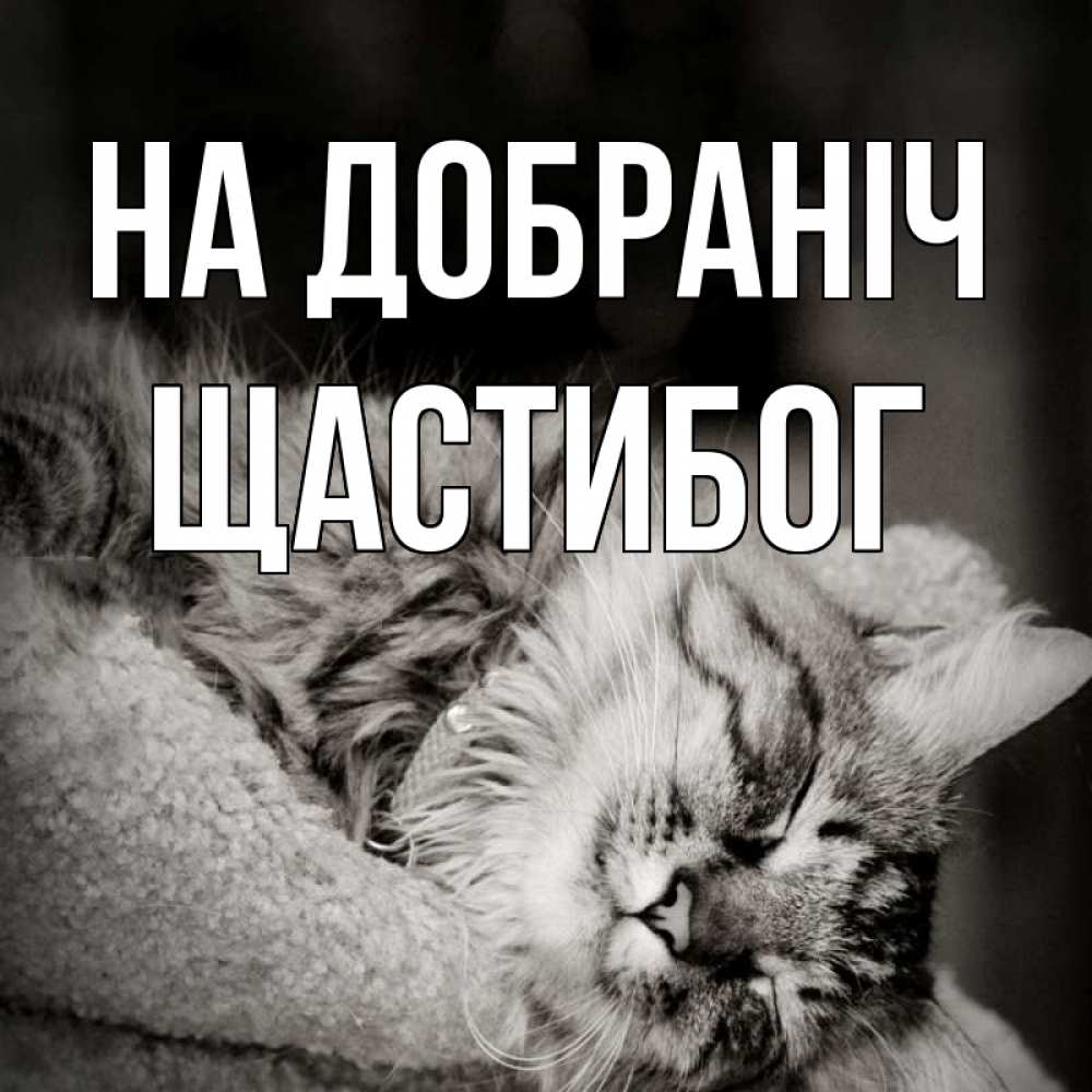 Открытка на каждый день з підписом, Щастибог На добраніч котярик пушистый Прикольна листівка з побажанням онлайн скачати безкоштовно 