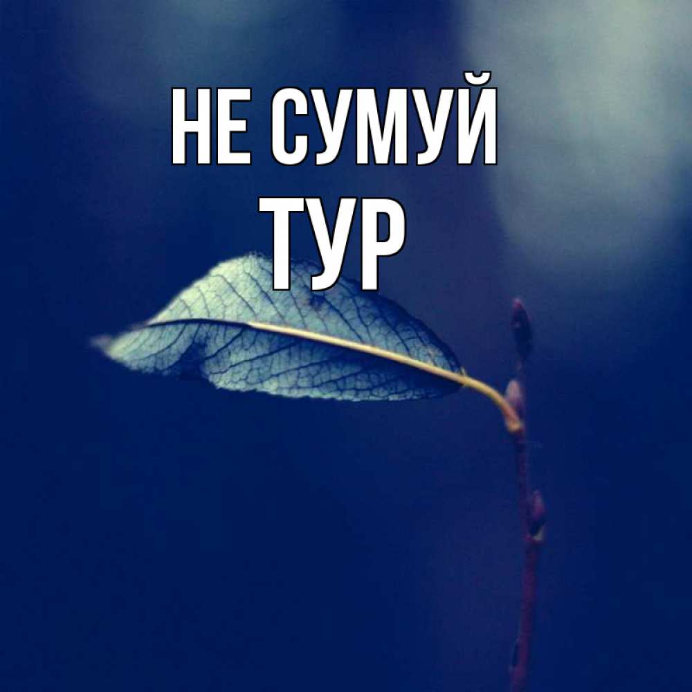 Открытка на каждый день з підписом, Тур Не сумуй растение Прикольна листівка з побажанням онлайн скачати безкоштовно 