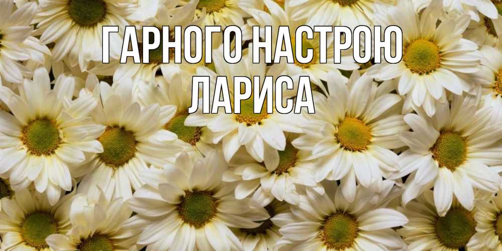 Открытка на каждый день з підписом, Лариса Гарного настрою крупные ромашки Прикольна листівка з побажанням онлайн скачати безкоштовно 