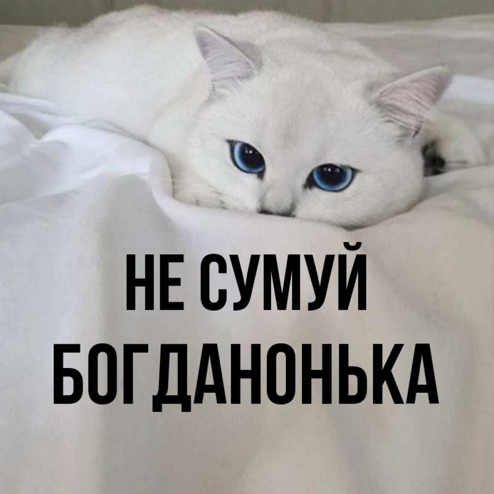 Открытка на каждый день з підписом, Богданонька Не сумуй Голубоглазая кошка Прикольна листівка з побажанням онлайн скачати безкоштовно 