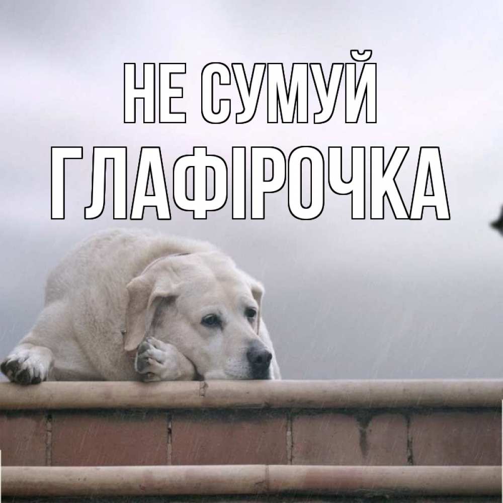 Открытка на каждый день з підписом, Глафірочка Не сумуй белый пес 1 Прикольна листівка з побажанням онлайн скачати безкоштовно 