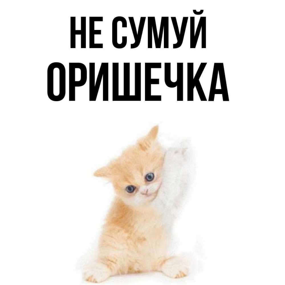 Открытка на каждый день з підписом, Оришечка Не сумуй просящий кот Прикольна листівка з побажанням онлайн скачати безкоштовно 