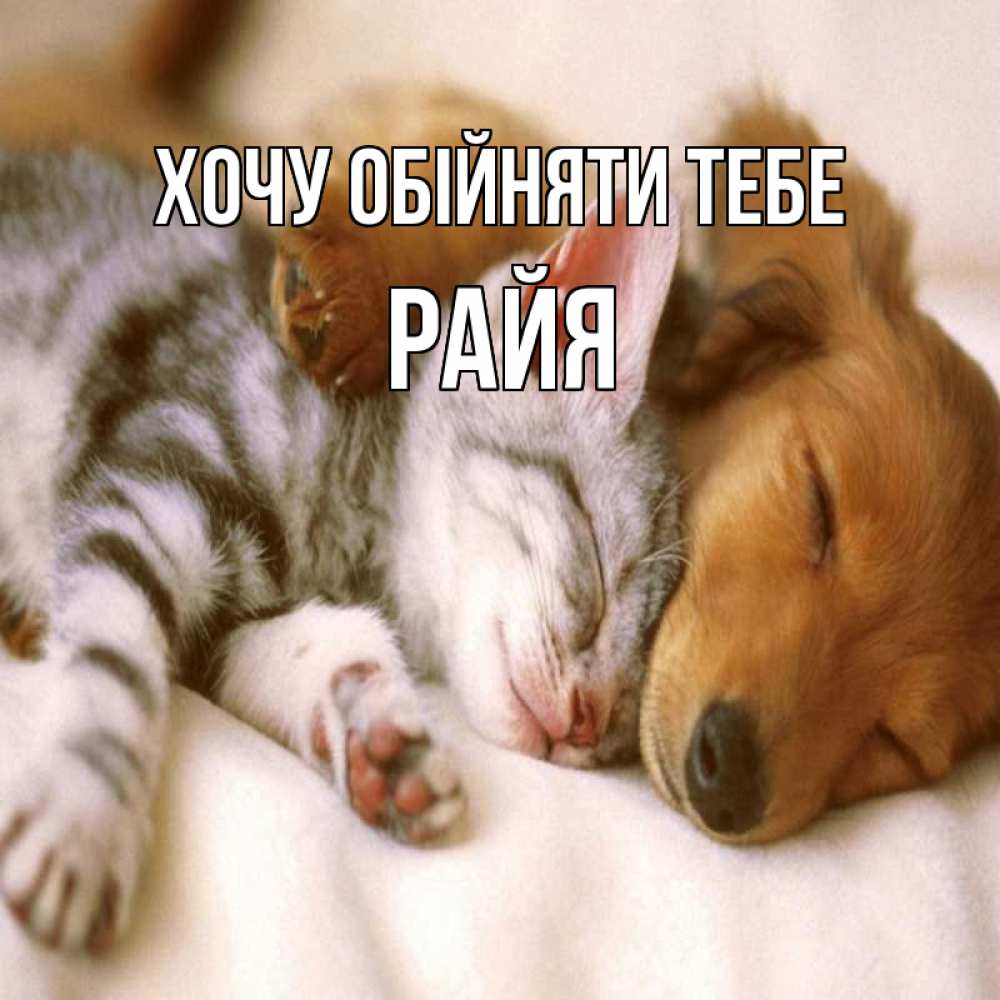 Открытка на каждый день з підписом, Райя Хочу обійняти тебе пес и котенок Прикольна листівка з побажанням онлайн скачати безкоштовно 