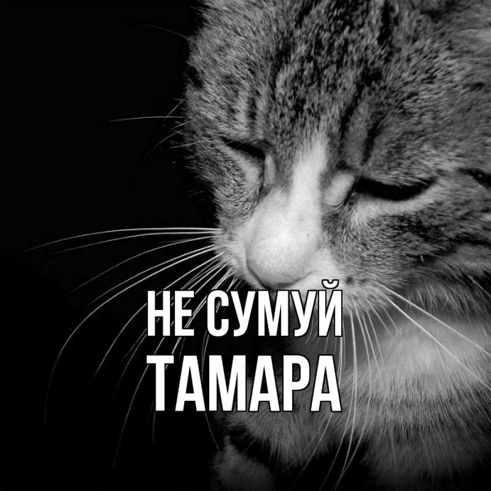 Открытка на каждый день з підписом, Тамара Не сумуй грустный котик Прикольна листівка з побажанням онлайн скачати безкоштовно 