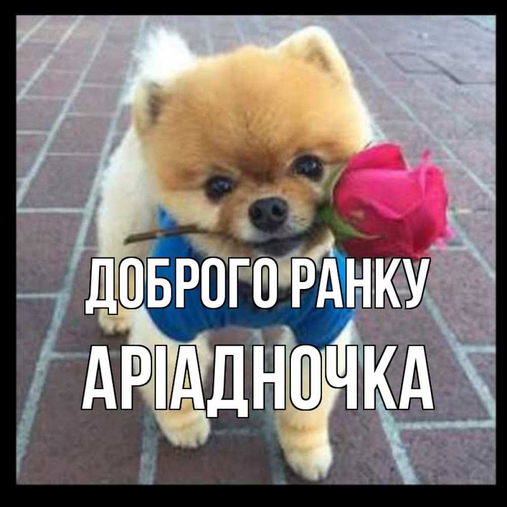 Открытка на каждый день з підписом, Аріадночка Доброго ранку роза в зубах Прикольна листівка з побажанням онлайн скачати безкоштовно 
