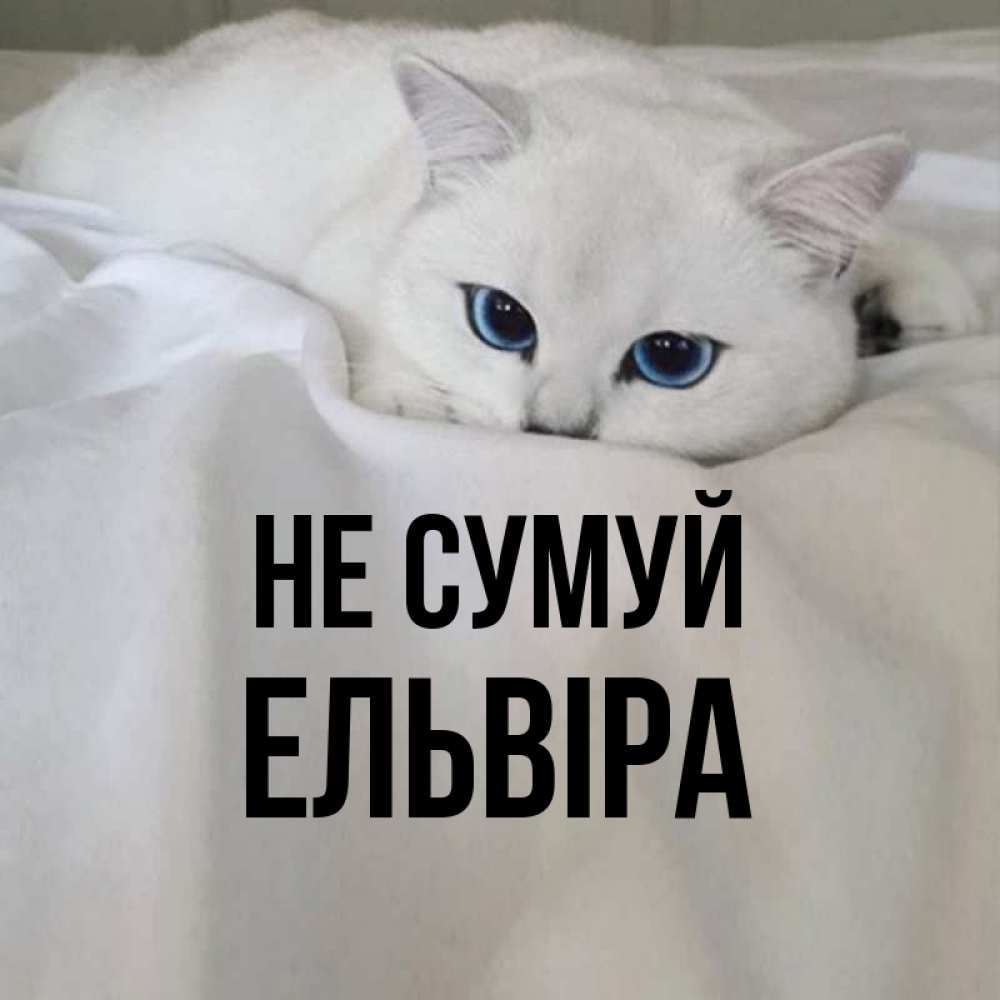 Открытка на каждый день з підписом, Ельвіра Не сумуй Голубоглазая кошка Прикольна листівка з побажанням онлайн скачати безкоштовно 