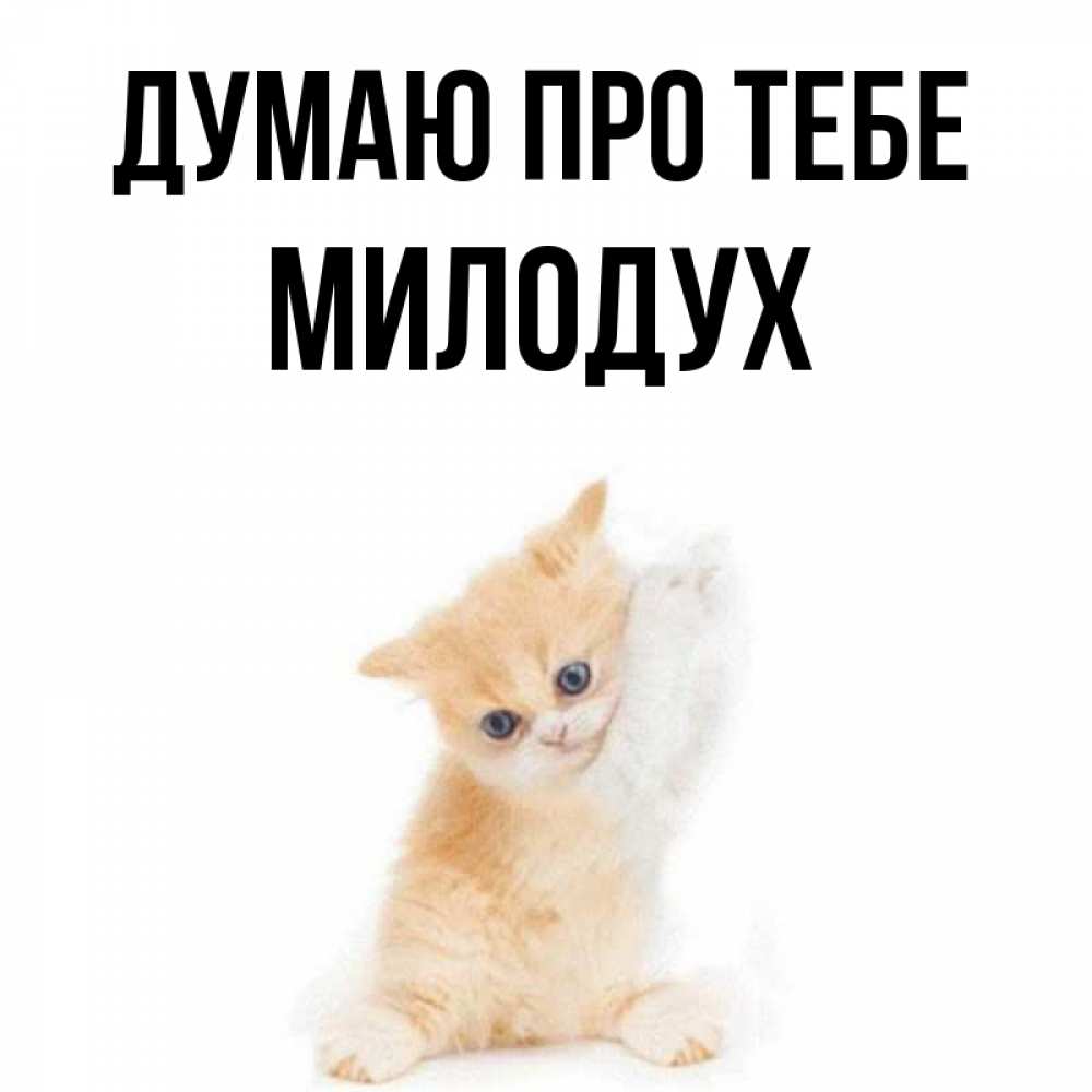 Открытка на каждый день з підписом, Милодух Думаю про тебе зверушки и милота Прикольна листівка з побажанням онлайн скачати безкоштовно 