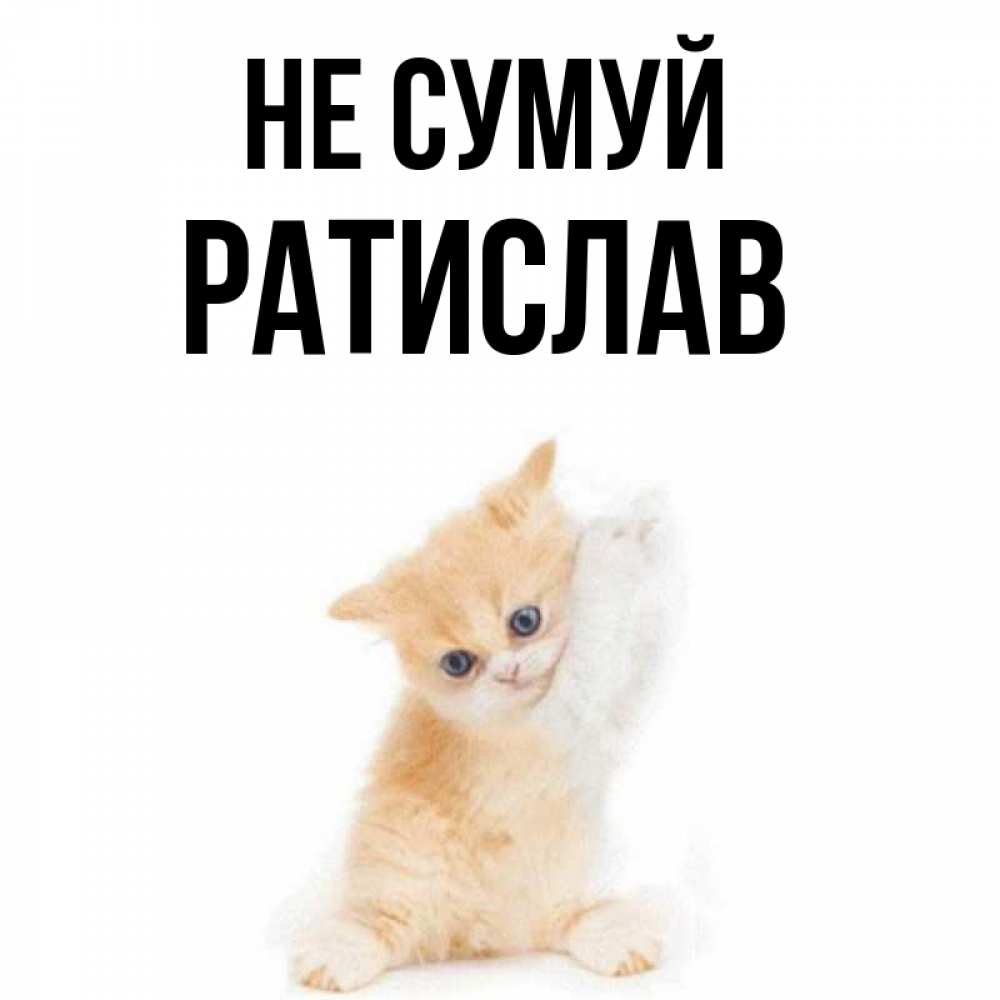 Открытка на каждый день з підписом, Ратислав Не сумуй просящий кот Прикольна листівка з побажанням онлайн скачати безкоштовно 