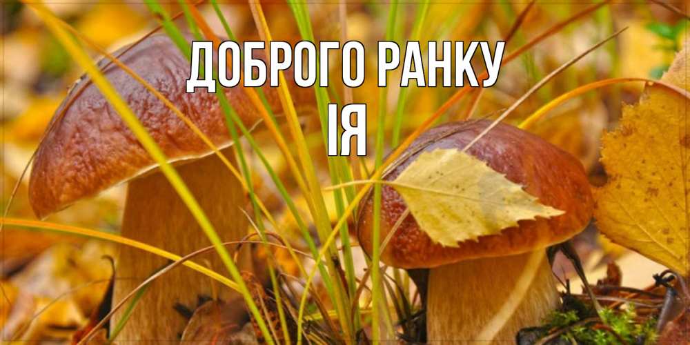 Открытка на каждый день з підписом, Ія Доброго ранку осенние грибы Прикольна листівка з побажанням онлайн скачати безкоштовно 