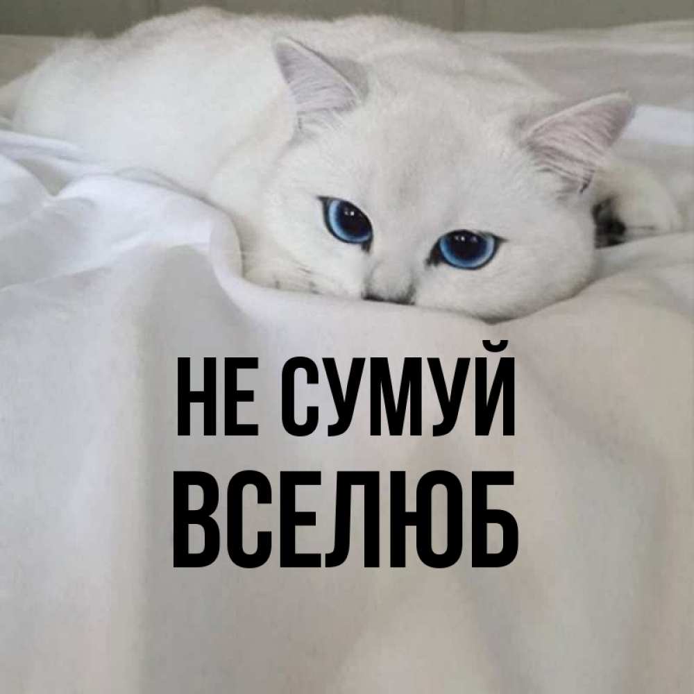 Открытка на каждый день з підписом, Вселюб Не сумуй Голубоглазая кошка Прикольна листівка з побажанням онлайн скачати безкоштовно 