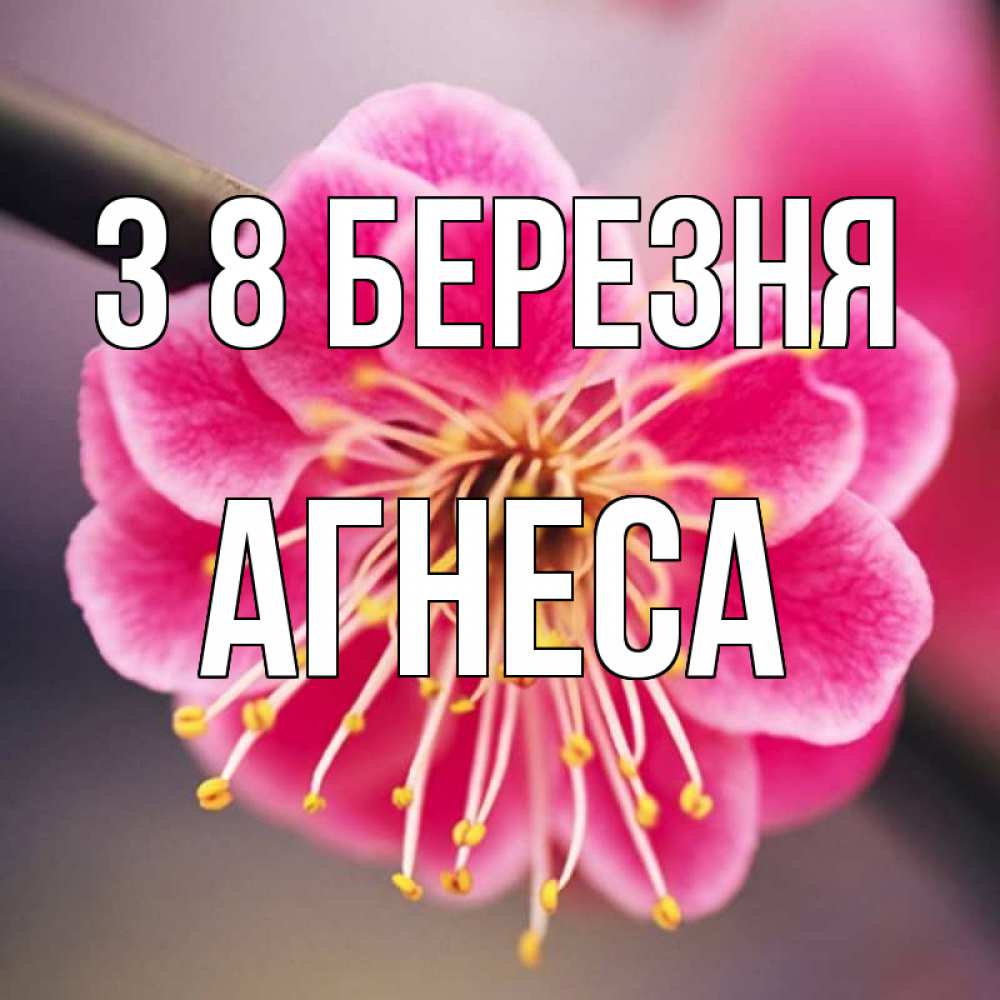 Открытка на каждый день з підписом, Агнеса З 8 БЕРЕЗНЯ цветы Прикольна листівка з побажанням онлайн скачати безкоштовно 