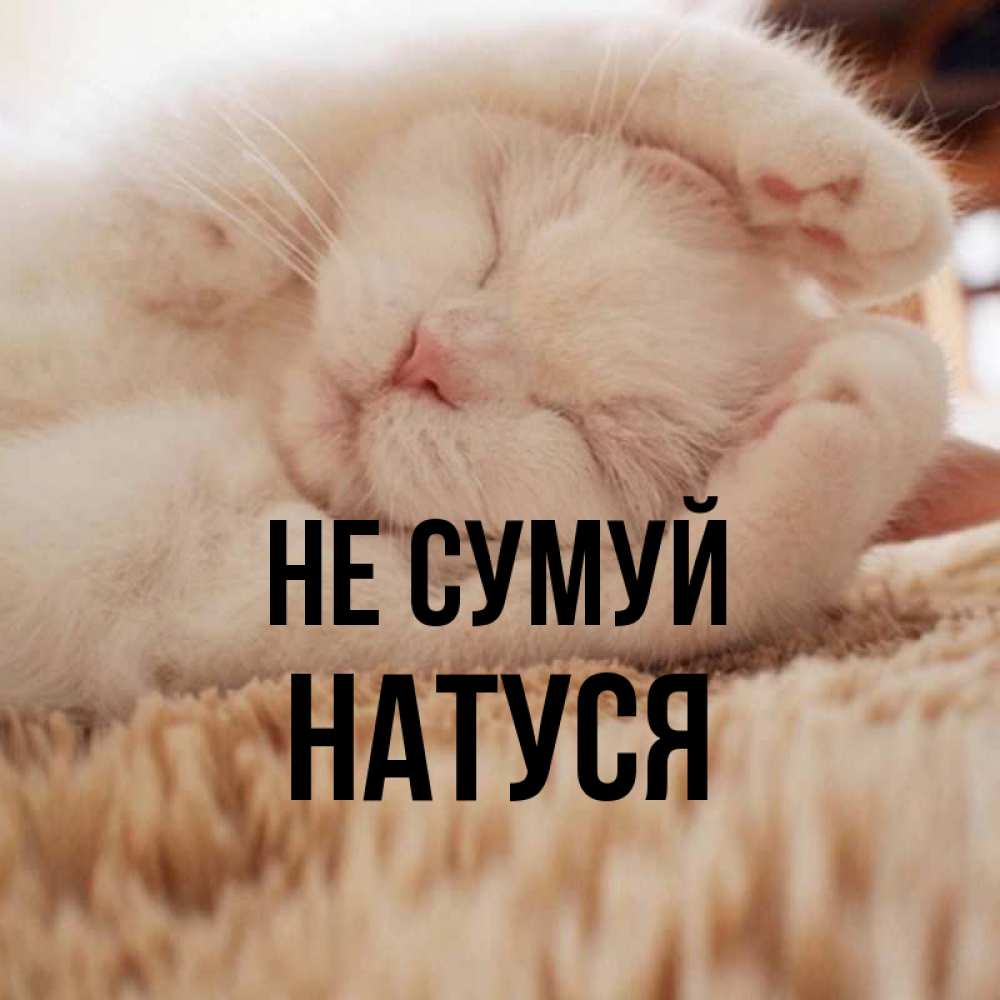 Открытка на каждый день з підписом, Натуся Не сумуй Котенок спит Прикольна листівка з побажанням онлайн скачати безкоштовно 