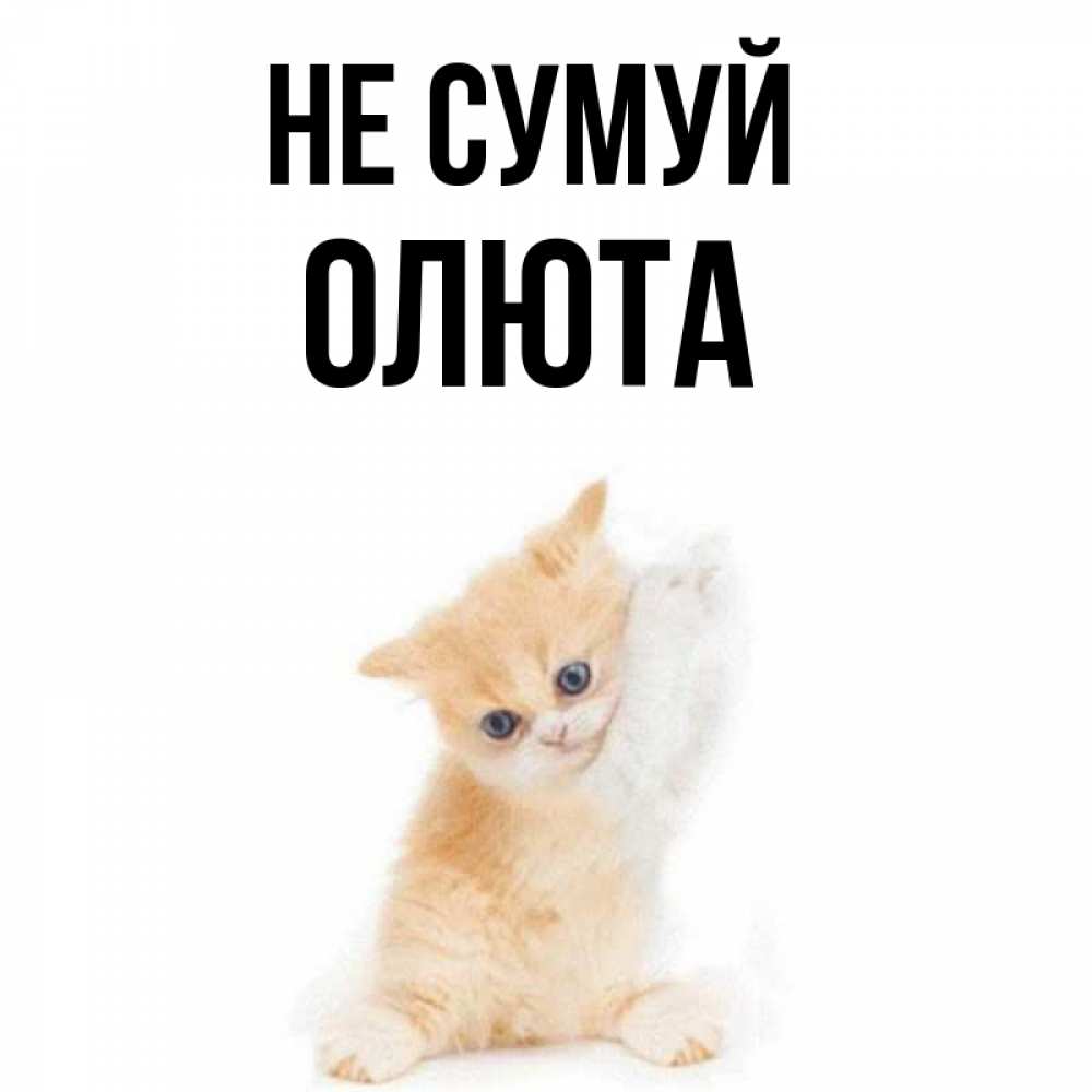 Открытка на каждый день з підписом, Олюта Не сумуй просящий кот Прикольна листівка з побажанням онлайн скачати безкоштовно 