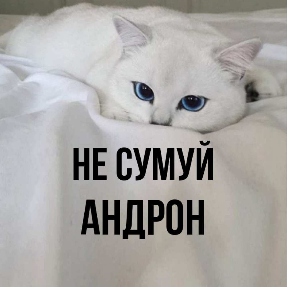 Открытка на каждый день з підписом, Андрон Не сумуй Голубоглазая кошка Прикольна листівка з побажанням онлайн скачати безкоштовно 