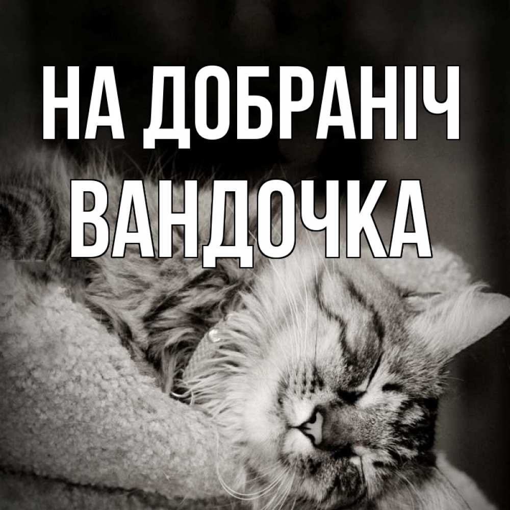 Открытка на каждый день з підписом, Вандочка На добраніч котярик пушистый Прикольна листівка з побажанням онлайн скачати безкоштовно 