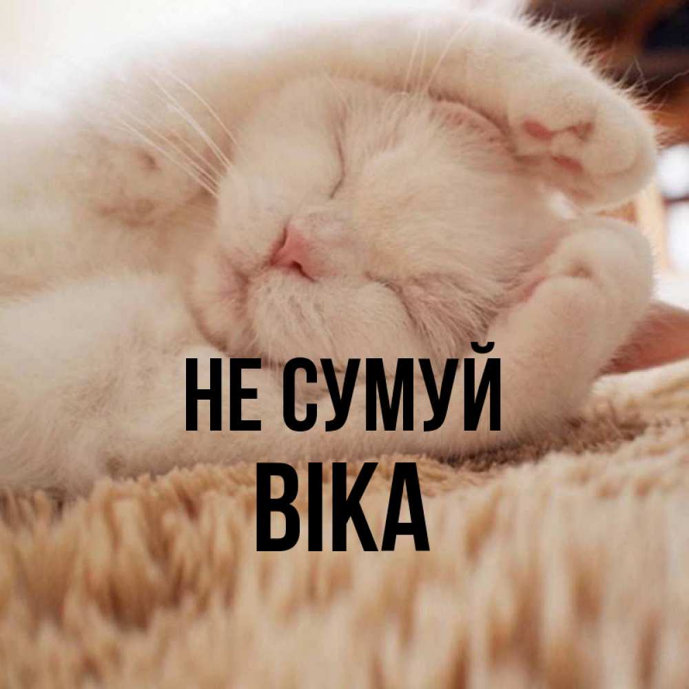 Открытка на каждый день з підписом, Віка Не сумуй Котенок спит Прикольна листівка з побажанням онлайн скачати безкоштовно 