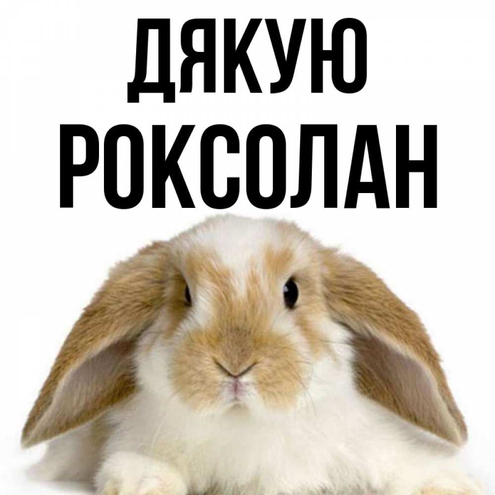 Открытка на каждый день з підписом, Роксолан Дякую коричнево белый заяц Прикольна листівка з побажанням онлайн скачати безкоштовно 